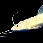 Silent Auction - CATFISH RED TAIL PLATINUM (SOUTH AMERICAN)