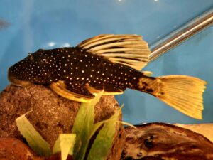 Auction: Luteus Pleco - Phase 2 - 9"