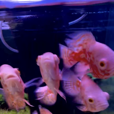Auction - Nemo Oscar
