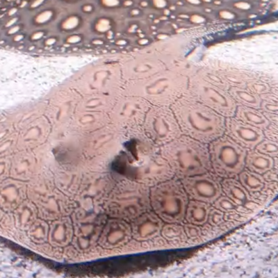 Snow Leopard Stingray - Male - Proven Breeder