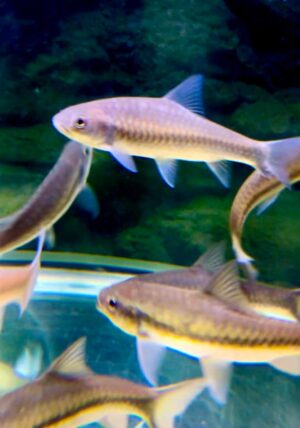 Auction - Blue Mahseer (Neolissochilus stracheyi) :: 7-8"