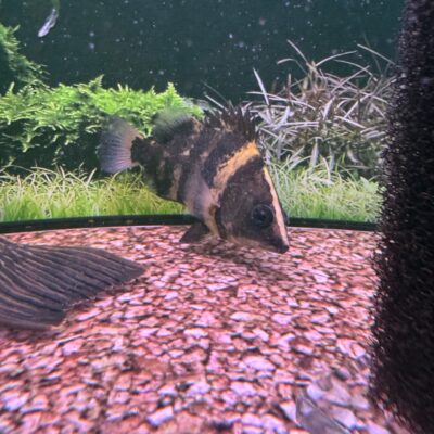 Auction - New Guinea Tigerfish (Datnioides campbelli) :: 6-7"