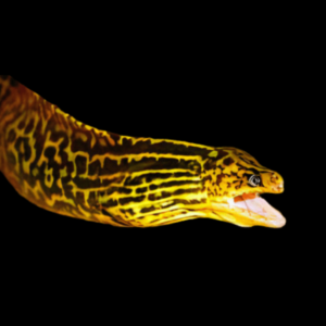 Auction - Tiger Moray Eel - Monster 75cm!