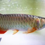 Malaysian Golden Blue Base :: 2ft