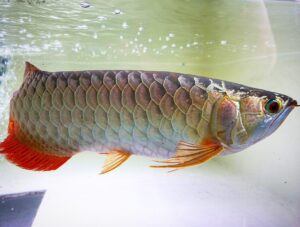 Malaysian Golden Blue Base :: 2ft