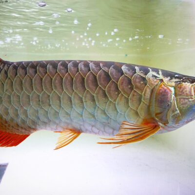 Malaysian Golden Blue Base Arowana