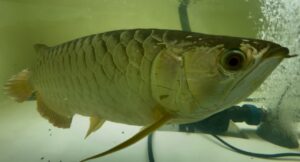 Silent Auction - Malaysian Golden Blue Base :: 2ft