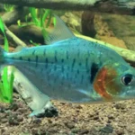 Silent Auction - PIRANHA SERRASALMUS MANUELI
