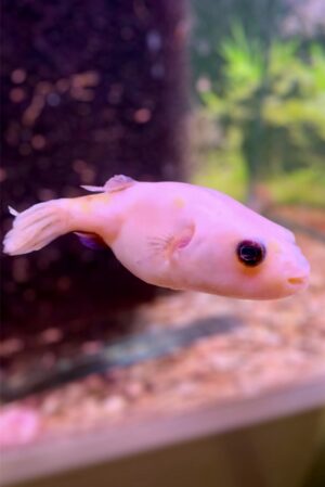 Albino Pao Abei Puffer Fish