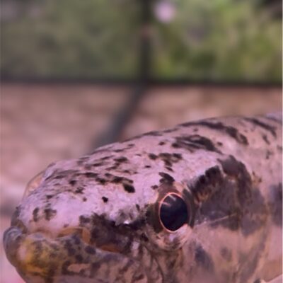 Auction - Wolf Fish - Hoplias malabaricus :: 4-5"