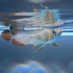 High Back Golden Asian Arowana