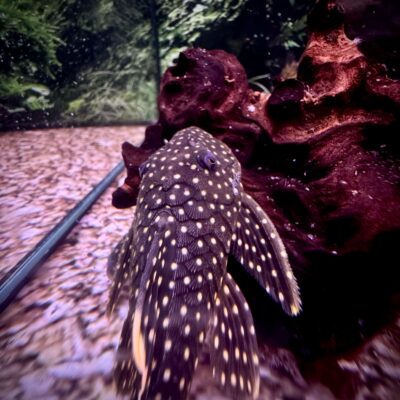 Auction - L177 Queen Golden Nugget Pleco :: 4-5"