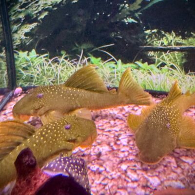 Auction - L200 Green Phantom Pleco :: 6-7"
