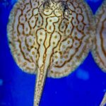 Albino Pearl Stingray - Female