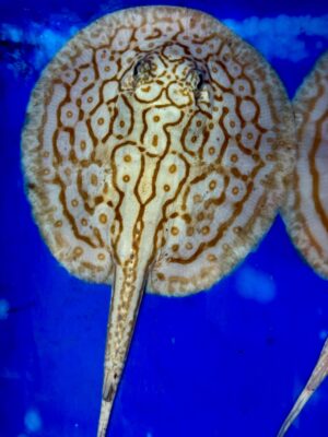 Albino Pearl Stingray - Female