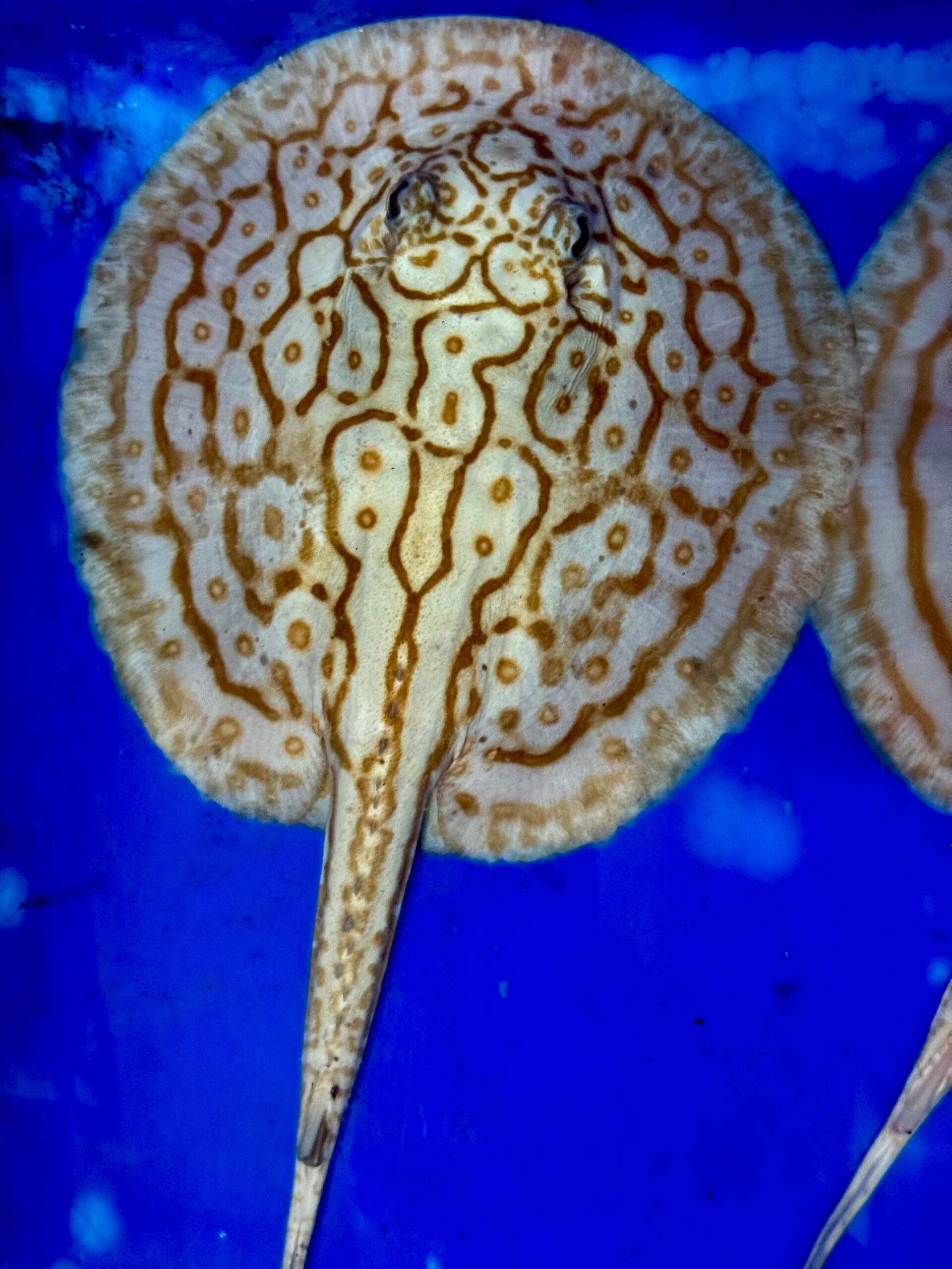 Albino Pearl Stingray – Female