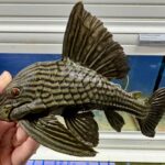 Watermelon (L330) Pleco - Large