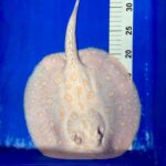 Albino Black Diamond Stingray - Male