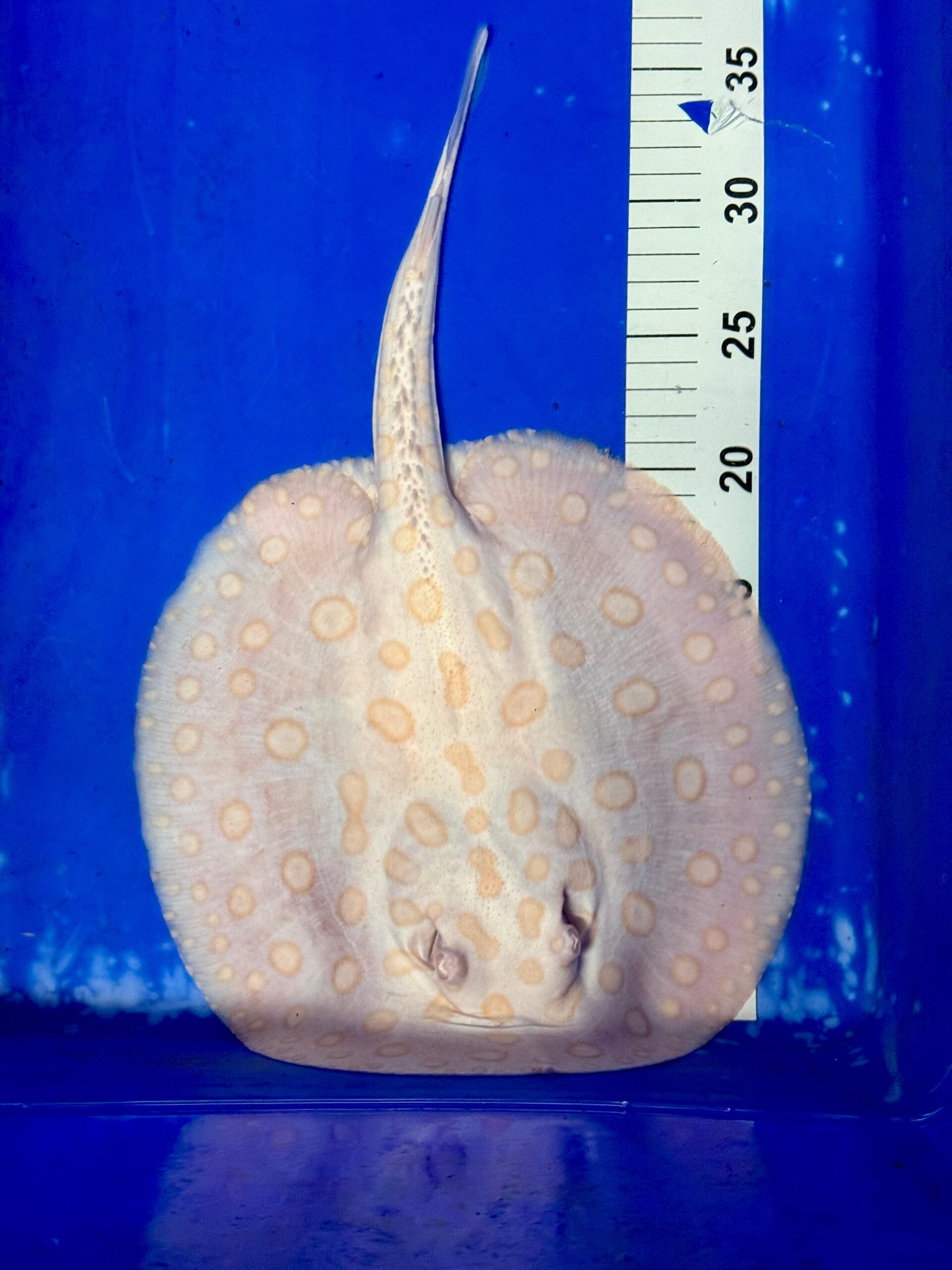Albino Black Diamond Stingray – Male