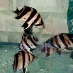 Stunning 3-Bar Datnoid (Datnioides microlepis)