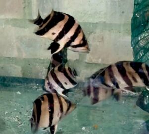 Stunning 3-Bar Datnoid (Datnioides microlepis)