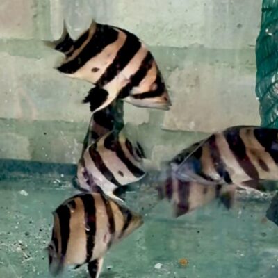 Stunning 3-Bar Datnoid (Datnioides microlepis)