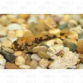 ANCISTRUS ORANGE & BLACK LDA16 – SM