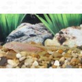 ANCISTRUS ALBINO LONG FIN – SM
