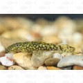 ANCISTRUS TANK BRED – SM
