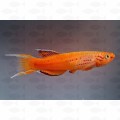 APHYOSEMION AUSTRALE GOLD – L