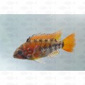 APISTOGRAMMA MACMASTERI RED – L