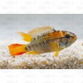 APISTOGRAMMA VIEJITA – L