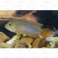 APISTOGRAMMA NJESSENI – ML