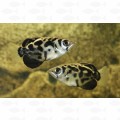 ARCHER FISH BURMESE CLOUDED – ML