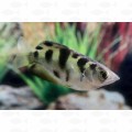 ARCHER FISH GOLD - L