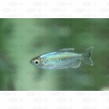 TETRA CONGO - L