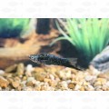 SWORD BLACK - ML