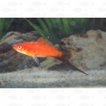 SWORD WAGTAIL RED - ML