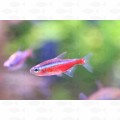 TETRA CARDINAL TANK BRED - M