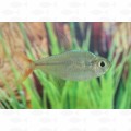 TETRA COLUMBIAN RED BLUE - ML