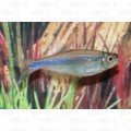 TETRA PERUVIAN BLUE - ML