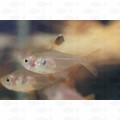 TETRA PHANTOM RED - ML