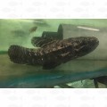 WOLF FISH 'HOPLIAS' - ML