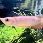 24k Malaysian Golden Crossback Arowana