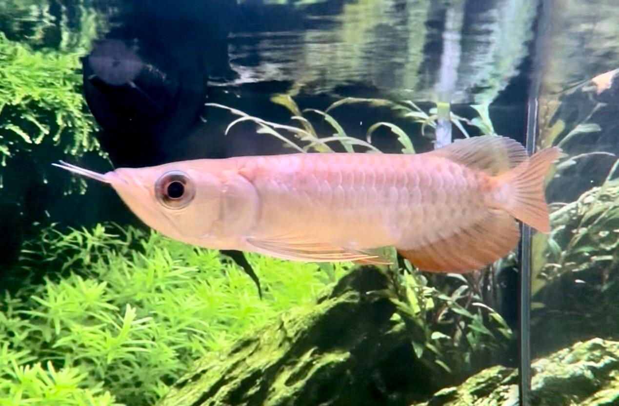 24k Malaysian Golden Crossback Arowana