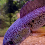 🐟 Auction – Rare Channa Barca 🐟