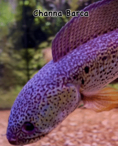 🐟 Auction – Rare Channa Barca 🐟