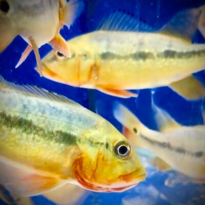 🐟 Silent Bid Auction – Rare Fogo Bass 🐟