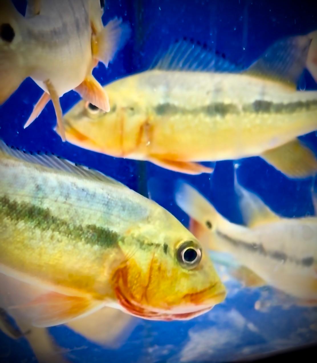 🐟 Silent Bid Auction – Rare Fogo Bass 🐟