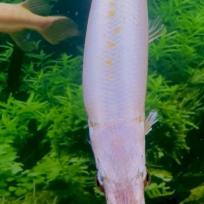 🔥 Rare Red Florida Gar – 9-10” 🔥
